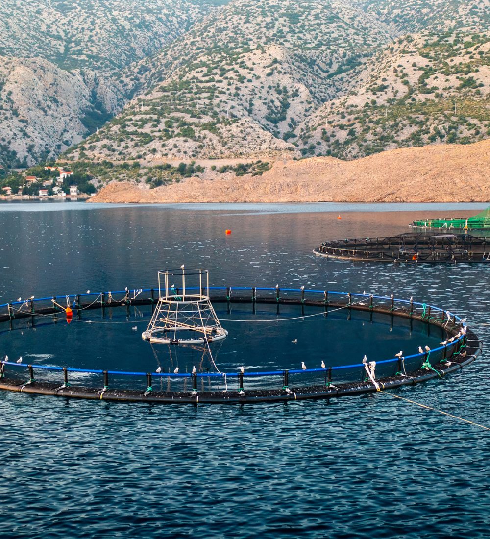 fish-farm-with-circular-nets-in-calm-water-surroun-2025-03-08-08-18-44-utc